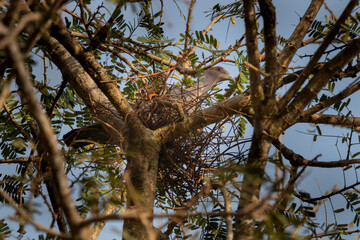 Brazilian Savannah Bird / 
The birds of Brazil are very beautiful and have many colors