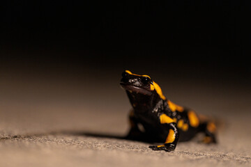 Feuersalamander