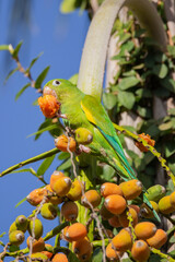 Brazilian Savannah Bird / 
The birds of Brazil are very beautiful and have many colors