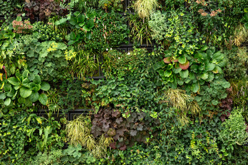 Green wall of plants. Green wall texture background. Wall of green plants.