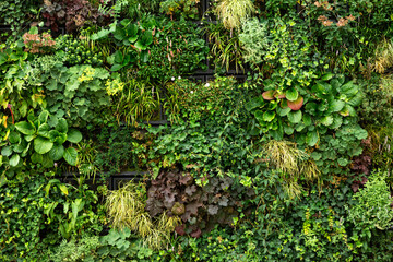 Green wall of plants. Green wall texture background. Wall of green plants.