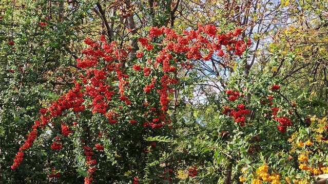 Bright berries of scarlet firehorn Pyracantha coccinea in the garden in autumn, red firehorn
