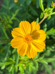 Mini Flor Amarela