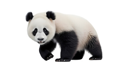 Obraz premium Panda on transparent background