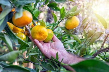 Farmer holding mandarin orange branch. The mandarin orange (Citrus reticulata), also known as mandarin or mandarine, is a small, rounded citrus tree fruit.