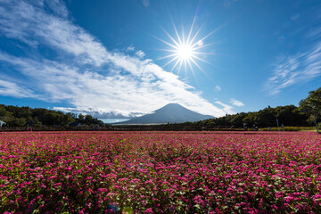 (山梨県ｰ風景)タカネルビーと富士山１