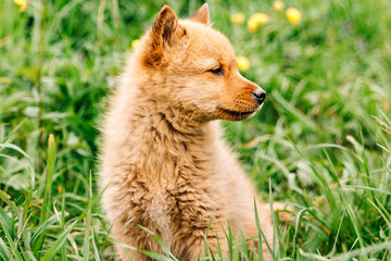 Fototapeta premium Pet. A red-haired dog. A Finnish pomeranian puppy, one month old, in the grass with flowers. Hunting, service Karelo-Finnish nimble dog. Karelian bear dog. Looks at the right