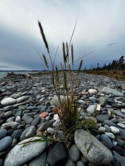 stones on the beach