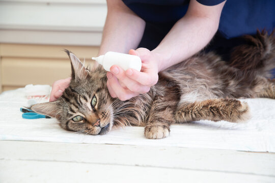 A veterinarian puts drops against ear mites into the ears of a Maine Coon cat, Prevention of diseases in purebred pets, High quality photo