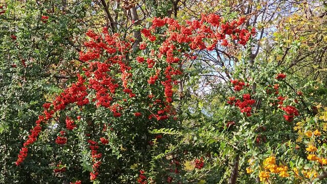 Bright berries of scarlet firehorn Pyracantha coccinea in the garden in autumn, red firehorn
