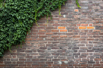 Old brick wall with green ivy growing on it. Natural background.