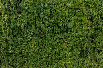 Green leaves wall background. Green leaves wall texture. Natural background.