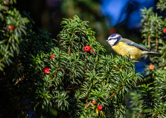 Blue Tit (Cyanistes caeruleus) Spotted Outdoors in Ireland