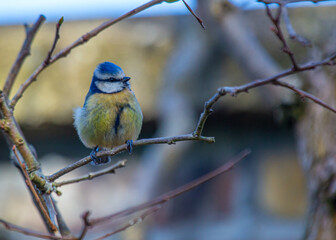 Blue Tit (Cyanistes caeruleus) Spotted Outdoors in Ireland
