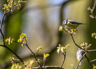 Blue Tit (Cyanistes caeruleus) Spotted Outdoors in Ireland