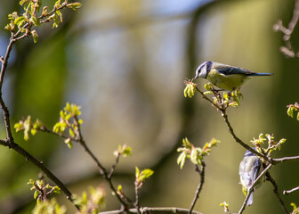 Blue Tit (Cyanistes caeruleus) Spotted Outdoors in Ireland
