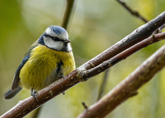 Blue Tit (Cyanistes caeruleus) Spotted Outdoors in Ireland