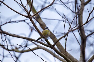 Blue Tit (Cyanistes caeruleus) Spotted Outdoors in Ireland