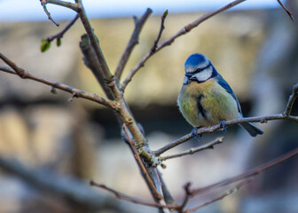 Blue Tit (Cyanistes caeruleus) Spotted Outdoors in Ireland