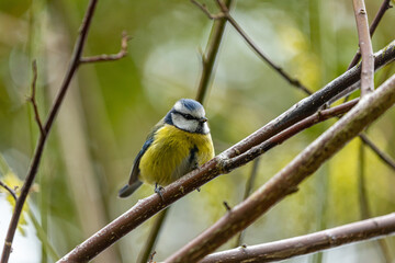 Blue Tit (Cyanistes caeruleus) Spotted Outdoors in Ireland