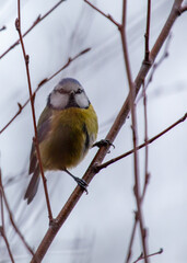 Blue Tit (Cyanistes caeruleus) Spotted Outdoors in Ireland