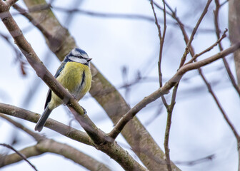 Blue Tit (Cyanistes caeruleus) Spotted Outdoors in Ireland