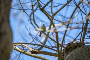 Blue Tit (Cyanistes caeruleus) Spotted Outdoors in Ireland