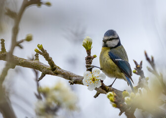 Blue Tit (Cyanistes caeruleus) Spotted Outdoors in Ireland