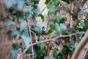 Blue Tit (Cyanistes caeruleus) Spotted Outdoors in Ireland