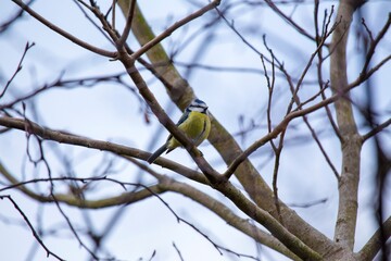 Blue Tit (Cyanistes caeruleus) Spotted Outdoors in Ireland