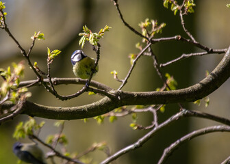 Blue Tit (Cyanistes caeruleus) Spotted Outdoors in Ireland