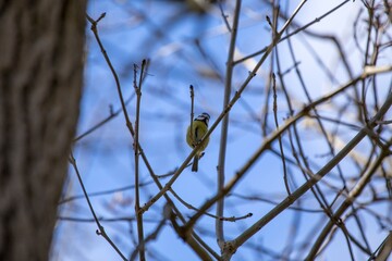 Blue Tit (Cyanistes caeruleus) Spotted Outdoors in Ireland
