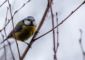 Blue Tit (Cyanistes caeruleus) Spotted Outdoors in Ireland