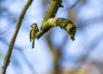 Blue Tit (Cyanistes caeruleus) Spotted Outdoors in Ireland