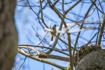 Blue Tit (Cyanistes caeruleus) Spotted Outdoors in Ireland