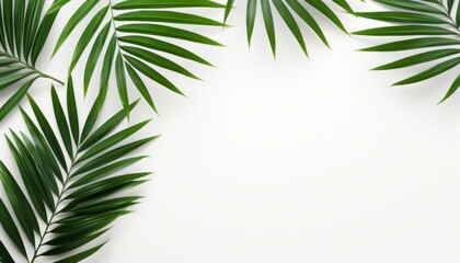 Top view tropical palm leaves on white isolated background. Summer concept photo with copy space