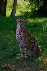 Naklejka na ściany i meble portrait of cheetah in a zoo staring at the camera in the grass.