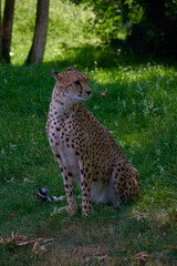 portrait of cheetah in a zoo front view in the grass.