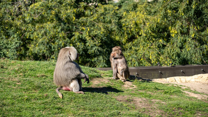 Naklejka premium Baboons in captivity at the zoo.