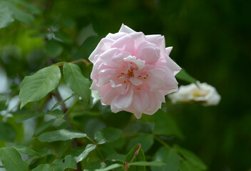 群星　バラの花