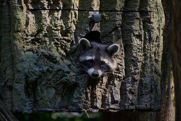 raccoon head poping out of a tree