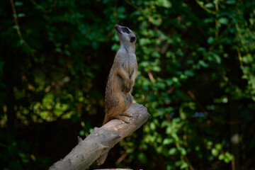 Meerkat portrait standing on a three 