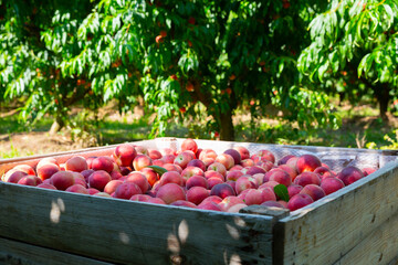 Freshly picked ripe peaches in wooden box in green summer orchard. Harvest time