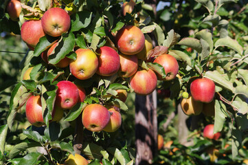 Czerwone jabłka z bliska, zbiory owoców.