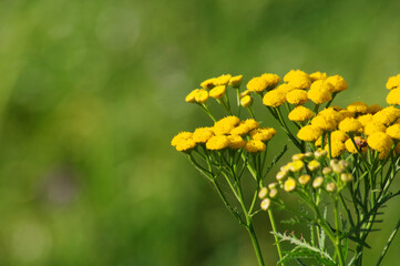 Żółte kwiaty na zielonym tle, obraz naturalny.