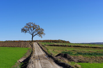 Samotne drzewo i droga polna, krajobraz Lubelszczyzny.