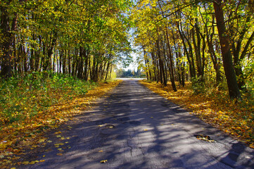 Jesienny krajobraz, droga w lesie, spadające liście.