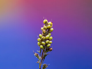 close up of a plant