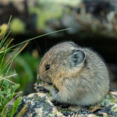 Chubby Pika Rubs its Little Paws Together