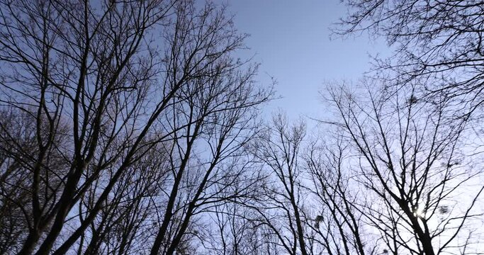 leafless deciduous trees in the spring season, beautiful bare branches of deciduous trees after winter